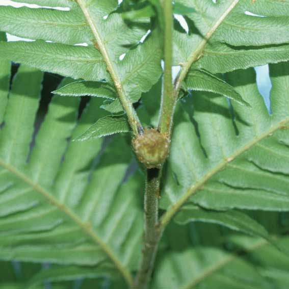 Woodwardia radicans - Samenkapsel